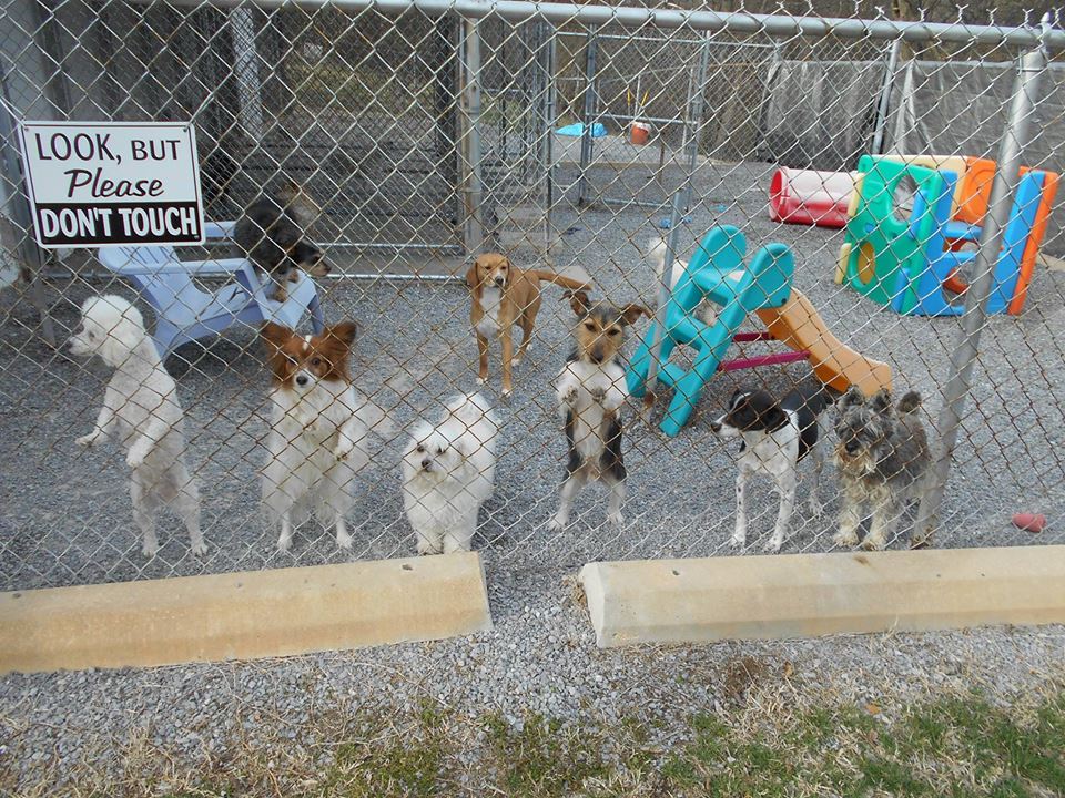 Happy dog enjoying a stay at Hillcrest Kennel Nashville