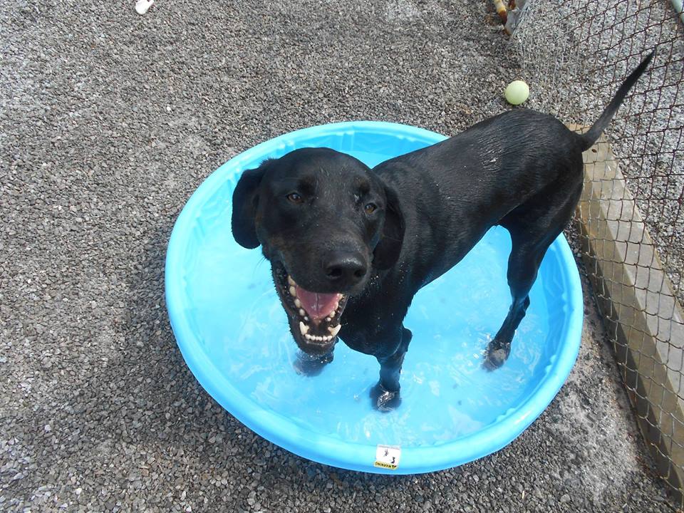 Hillcrest Kennel facility at 3541 Dickerson Pike Nashville