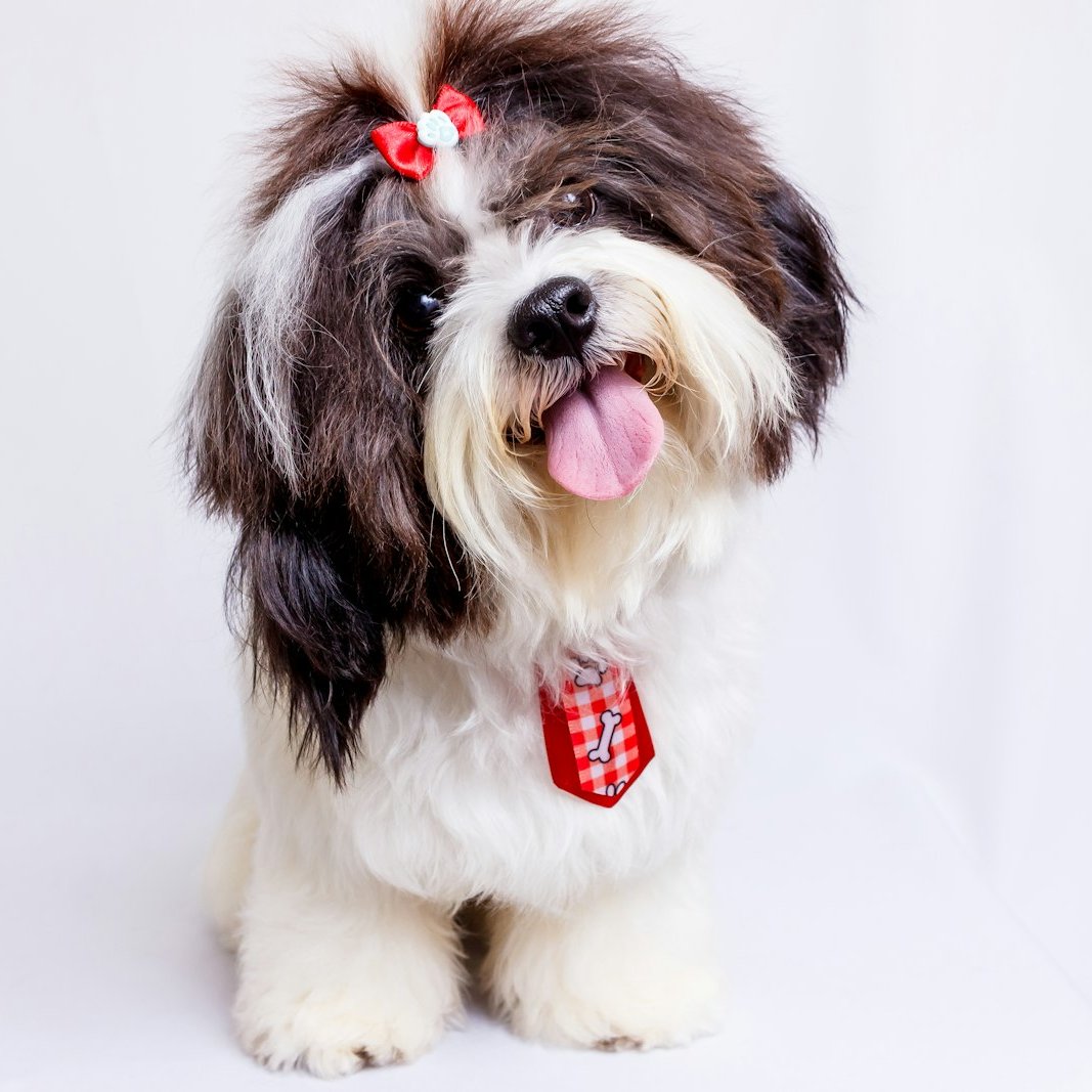 Freshly groomed shih tzu with bow at Hillcrest Kennel