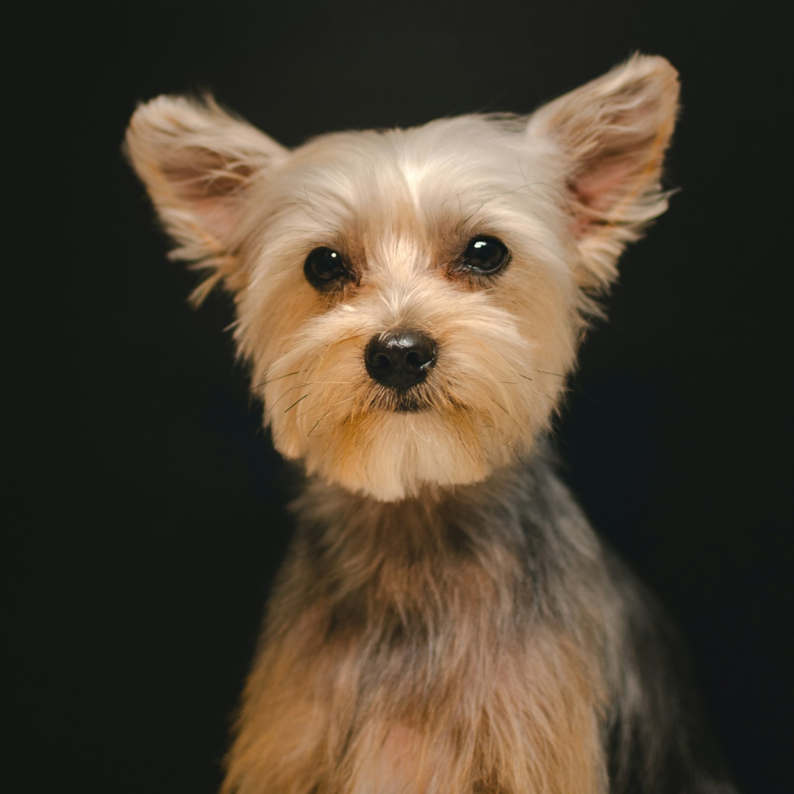 Yorkshire terrier puppy at Hillcrest Kennel grooming