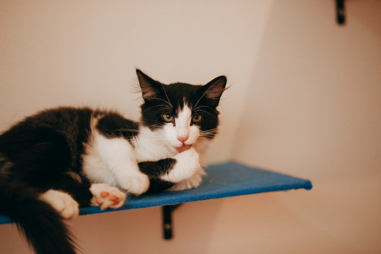 Cat resting in a Hillcrest boarding condo with outdoor view
